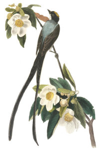 John James Audubon - Fork-tailed Flycatcher
