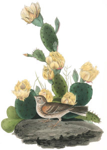 John James Audubon - Bay-winged Bunting