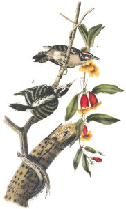 John James Audubon - Downy Woodpecker