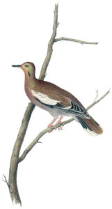 John James Audubon - Texan Turtle-Dove