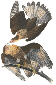 John James Audubon - Caracara Eagle