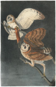 John James Audubon - Barn Owl