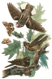 John James Audubon - Whip-poor-will