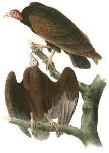 John James Audubon - Red-headed Turkey Vulture