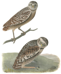 John James Audubon - Burrowing Day-Owl