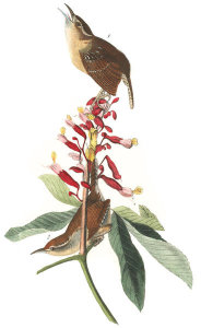 John James Audubon - Great Carolina Wren