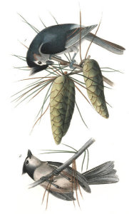 John James Audubon - Crested Titmouse
