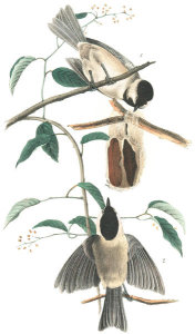 John James Audubon - Carolina Titmouse (Carolina Chickadee)