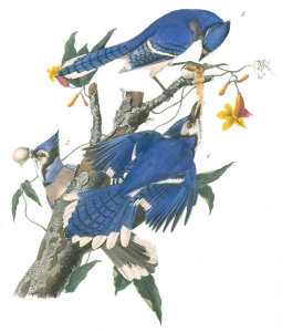 John James Audubon - Blue Jay