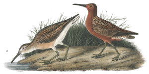 John James Audubon - Curlew Sandpiper