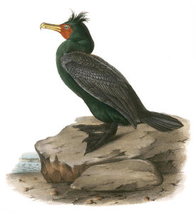 John James Audubon - Double-crested Cormorant