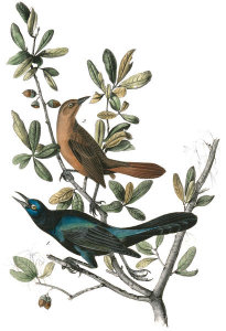 John James Audubon - Boat-tailed Grackle