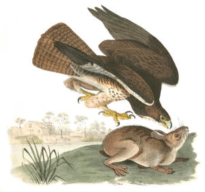 John James Audubon - Common Buzzard