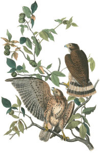 John James Audubon - Broad-winged Buzzard