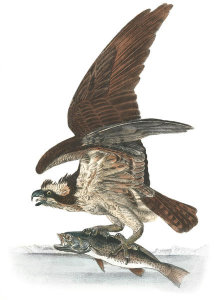 John James Audubon - Common Osprey, Fish Hawk