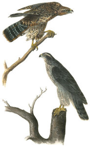 John James Audubon - Goshawk