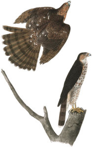 John James Audubon - Cooper's Hawk