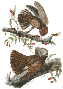 John James Audubon - Chuck-wills Widow