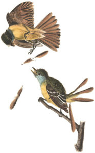 John James Audubon - Great Crested Flycatcher
