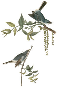 John James Audubon - Blue-Grey Flycatcher