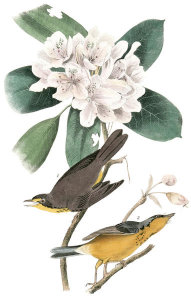 John James Audubon - Canada Flycatcher