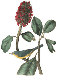 John James Audubon - Bonaparte's Flycatching-Warbler