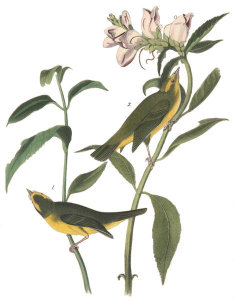 John James Audubon - Wilson's Flycatching-Warbler