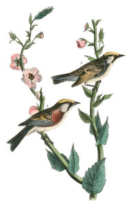John James Audubon - Chestnut-sided Wood-Warbler