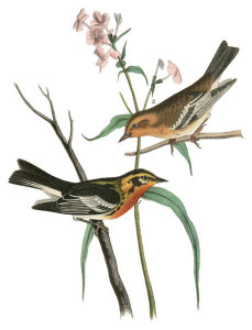 John James Audubon - Blackburnia Wood-Warbler