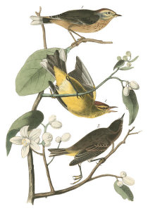 John James Audubon - Yellow Red-poll Wood-Warbler