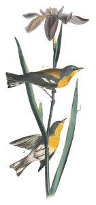 John James Audubon - Blue yellow-backed Wood-Warbler