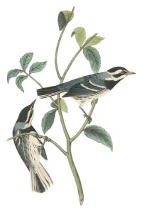 John James Audubon - Black-throated Grey Wood-Warbler