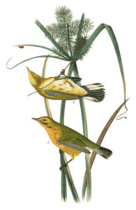 John James Audubon - Prairie Wood-Warbler