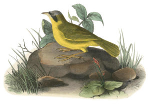John James Audubon - Delafield's Ground-Warbler