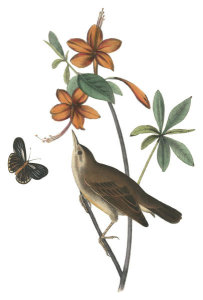 John James Audubon - Swainson's Swamp-Warbler