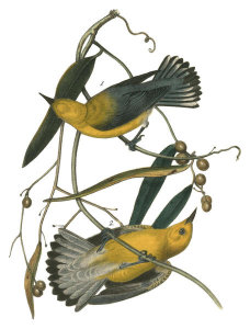 John James Audubon - Prothonotary Swamp-Warbler