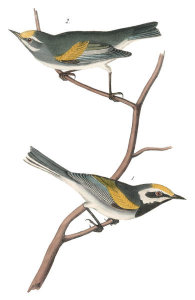 John James Audubon - Golden-winged Swamp-Warbler