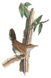 John James Audubon - Bewick's Wren