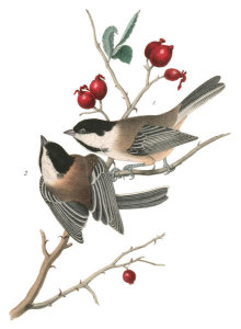 John James Audubon - Black-cap Titmouse