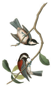 John James Audubon - Chesnut-backed Titmouse