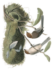 John James Audubon - Chesnut-crowned Titmouse