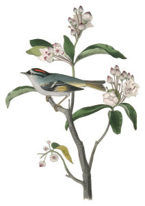 John James Audubon - Cuvier's Kinglet