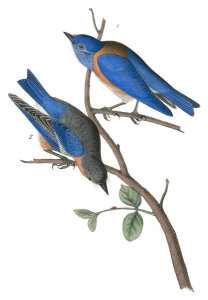 John James Audubon - Western Blue Bird