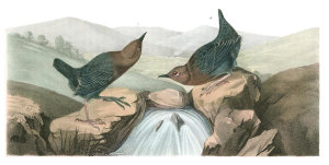 John James Audubon - American Dipper