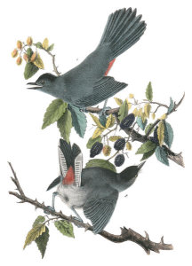 John James Audubon - Cat-Bird