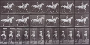 Eadweard Muybridge - Animal Locomotion
