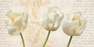 Elena Dolci - Three Tulips