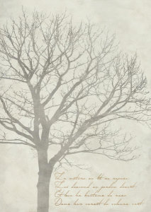 Alessio Aprile - Gautier's Tree I