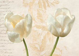 Elena Dolci - Two Tulips