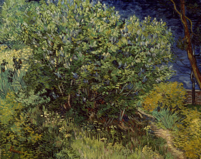 Vincent Van Gogh - Lilac Bush, 1889